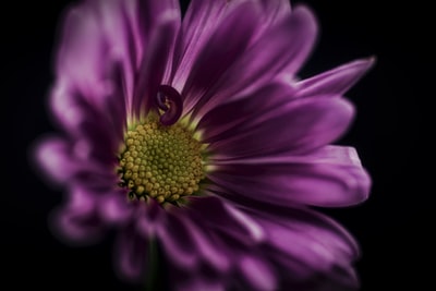 浅紫色的花的焦点
